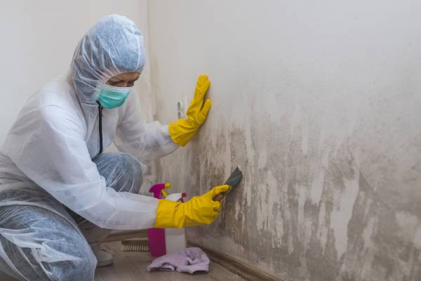 Mold Investigation